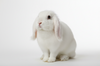 generate-an-image-of-gorgeous-rabbit.png